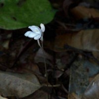 Didymoplexis pallens Griff.